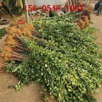 1.5米北海道黄杨出售2米 2.2米 3米 4米北海道黄杨