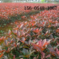 红叶石楠成活率高40、50公分红叶石楠60公分红叶石楠