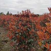 60公分、80公分红叶石楠60-80公分红叶石楠树