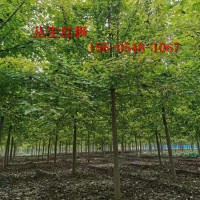 红点红枫苗木规格全4米5米丛生红枫