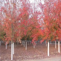 6米、7米丛生红点红枫3-4米红枫苗木