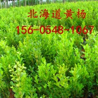 出售绿化苗木1米-1.5米北海道黄杨2米北海道黄杨