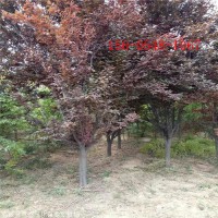 商机绿化苗木10-11-12-13公分紫叶李 造型红叶李