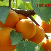 商机2-3-4公分珍珠油杏树苗基地新品种杏树苗