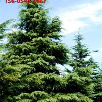 2-3米雪松四季绿化树 规格齐全 带土球发货