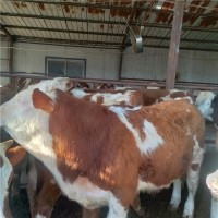 山东西门塔尔牛养殖场出售西门塔尔肉牛犊价格一头多少钱
