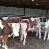 育肥养殖买肉牛犊西门塔尔小牛犊低价价格报价表厂家山东晨旭牧业