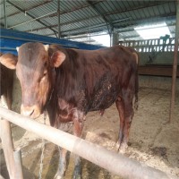 肉牛犊利木赞牛犊养殖场低价销售价格多少钱头