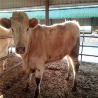 购买夏洛莱牛犊到养殖场山东晨旭牧业报价夏洛莱肉牛犊多少钱